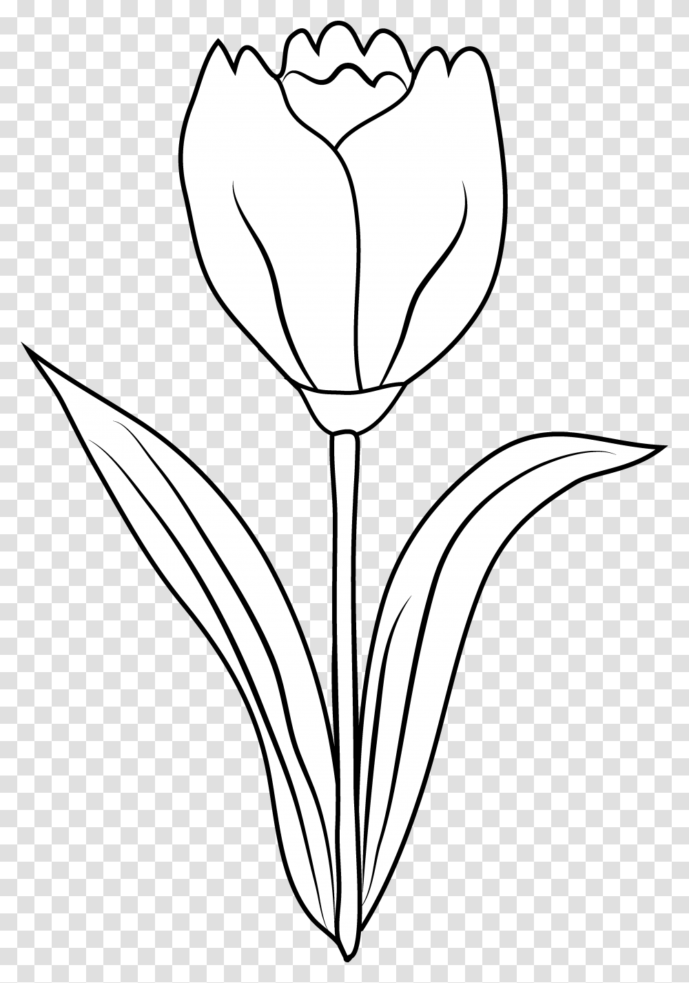 Dalmatian Fire Clipart Black And White Tulip Clipart, Plant, Flower, Blossom, Mixer Transparent Png