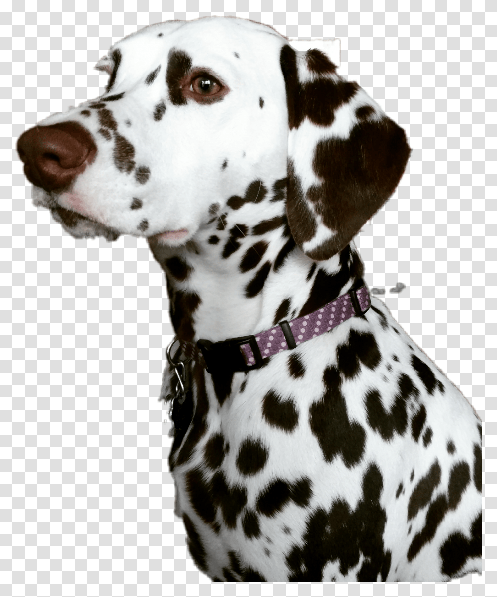 Dalmatian Image With No Background Dalmatian, Dog, Pet, Canine, Animal Transparent Png