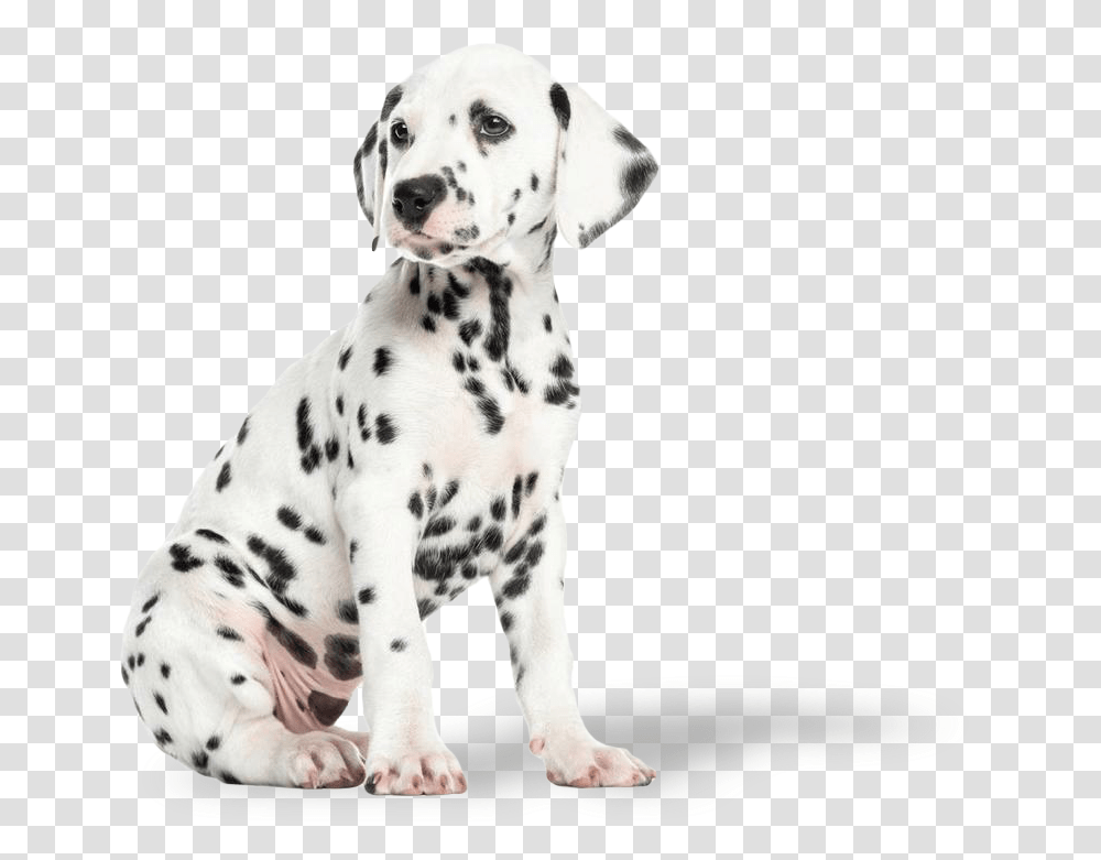 Dalmatian Puppy Hd Download Cuccioli Di Dalmata, Dog, Pet, Canine, Animal Transparent Png