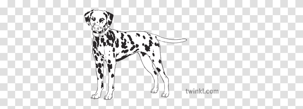 Dalmatian With Yellow Collar Dog Pet Animal Mammal Canine Dot Transparent Png