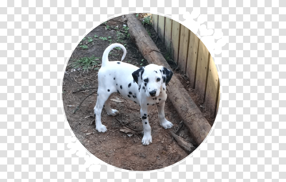 Dalmation Dalmatian, Dog, Pet, Canine, Animal Transparent Png