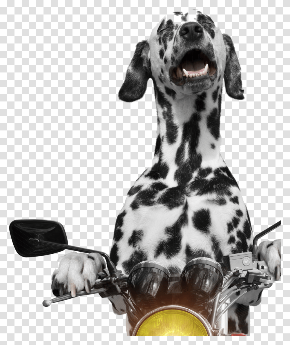 Dalmation Motorcycle With Dog Cat, Pet, Animal, Canine, Mammal Transparent Png