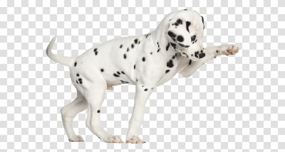 Dalmation Pup Play700png Dog Treat Dispenser With Button, Pet, Canine, Animal, Mammal Transparent Png