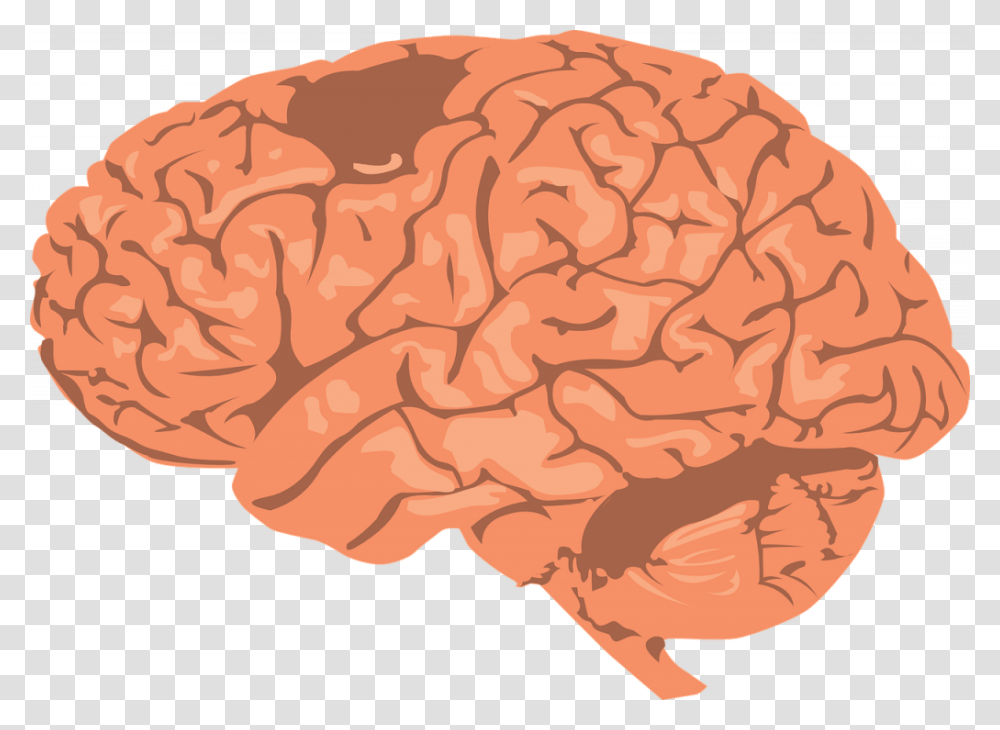 Damage To The Neurons In A Traumatic Brain Injury Brain Clipart, Rock, Plot Transparent Png