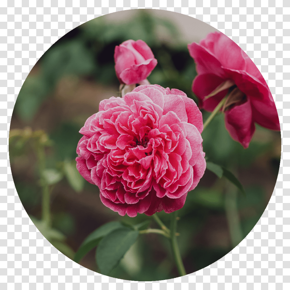 Damascene Rose, Geranium, Flower, Plant, Blossom Transparent Png