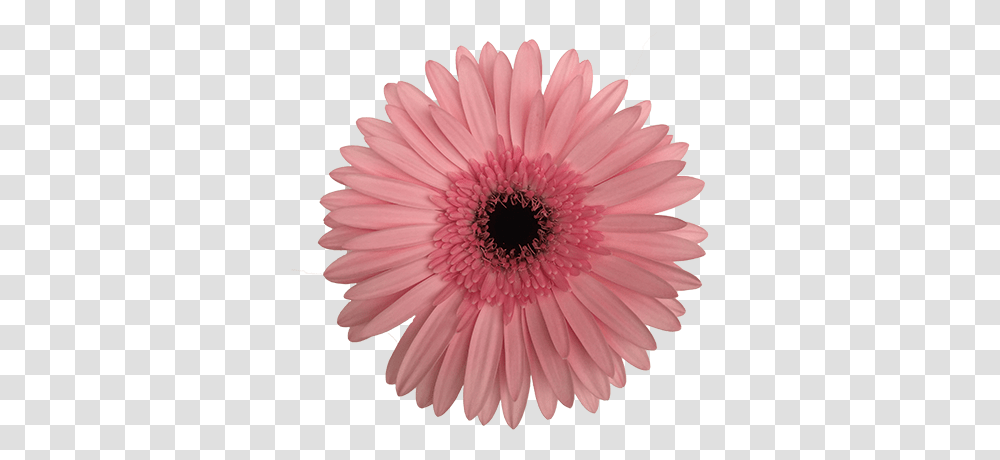 Damask Gerbera Most Popular Icon Free, Plant, Daisy, Flower, Daisies Transparent Png
