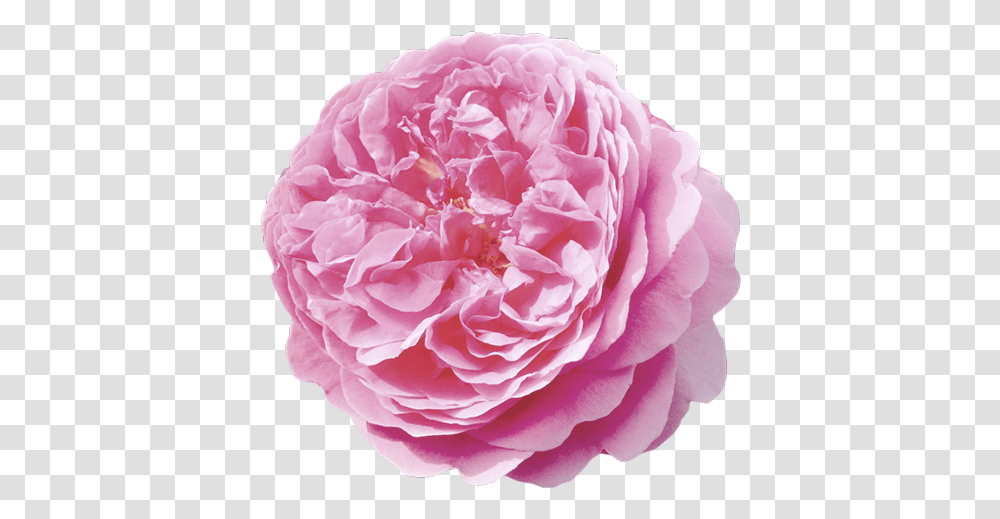 Damask Rose, Flower, Plant, Blossom, Peony Transparent Png