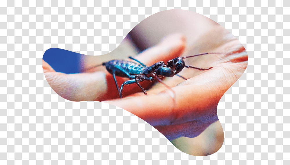Damselfly, Insect, Invertebrate, Animal, Person Transparent Png