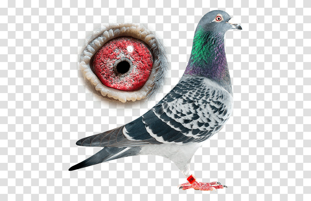 Dan 023110060 M&c Breeding Stronger Line Of Marathon Pigeon, Bird, Animal, Dove Transparent Png