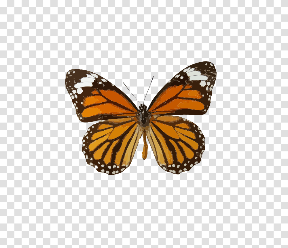 Danaus Genutia, Nature, Monarch, Butterfly, Insect Transparent Png