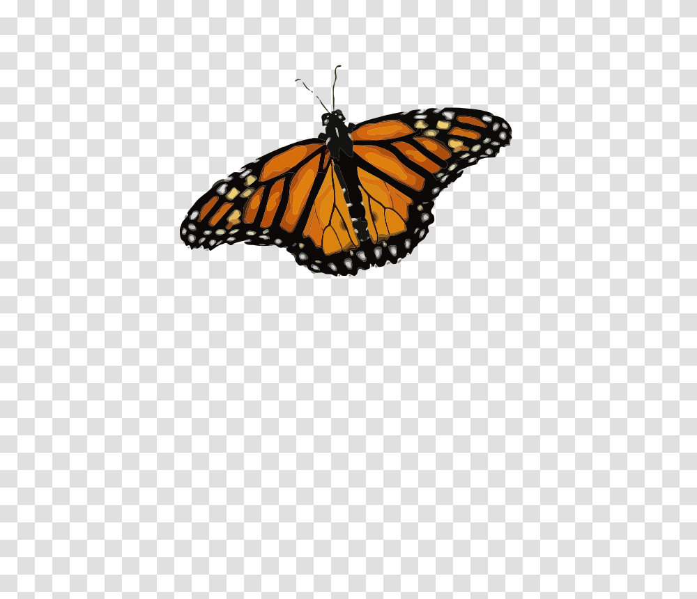 Danaus Plexippus, Animals, Monarch, Butterfly, Insect Transparent Png