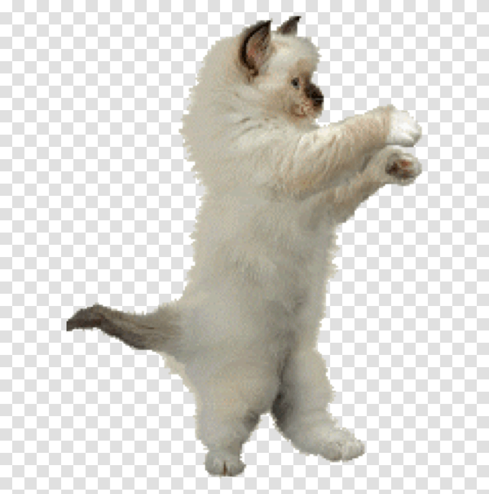 Dance Animation Cat Clip Art Animation Download 768 Dancing Cat Gif, Mammal, Animal, Angora, Pet Transparent Png