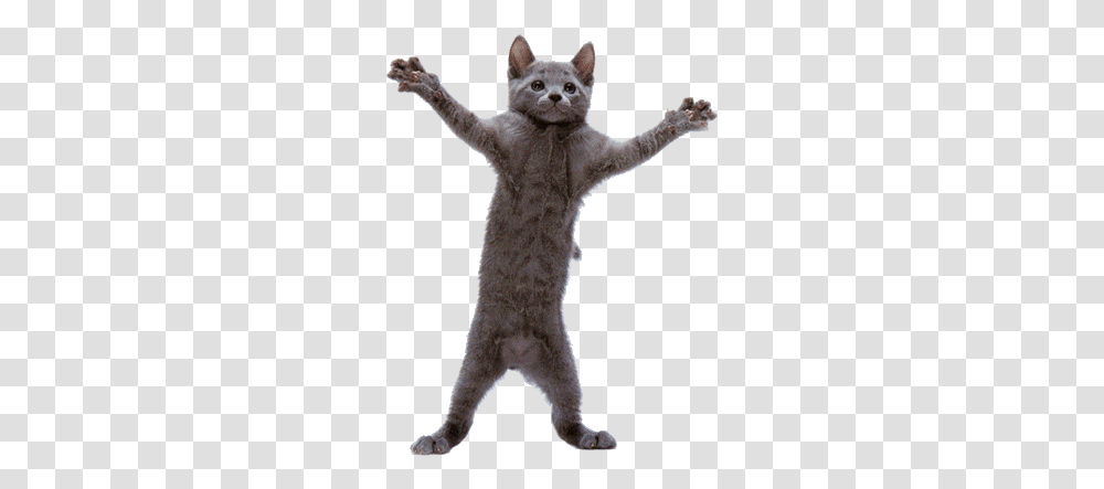 Dancing Cat Funny Videos Crazy Cats Funny Animal Gifs Cats, Standing, Mammal, Pet, Mascot Transparent Png