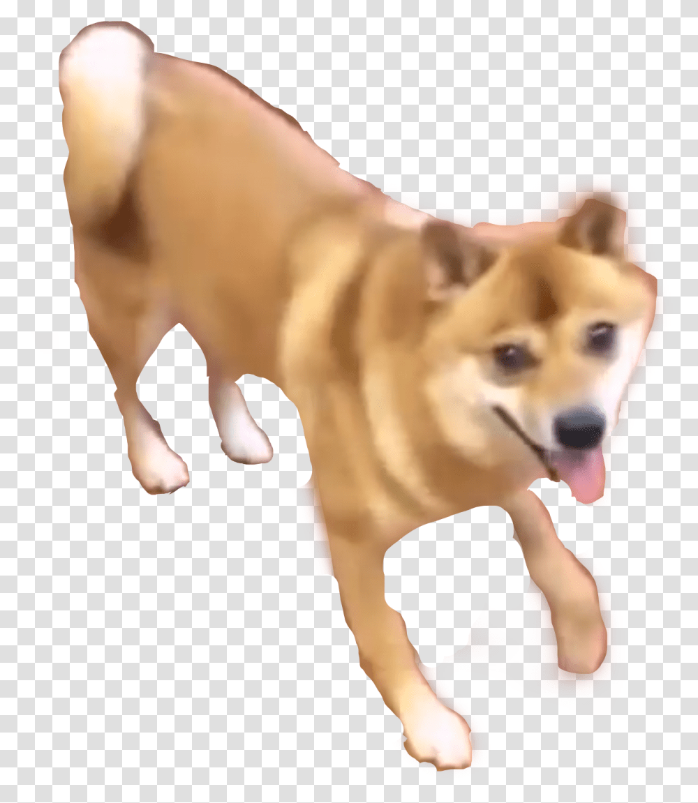 Dancing Doge, Person, Canine, Mammal, Animal Transparent Png