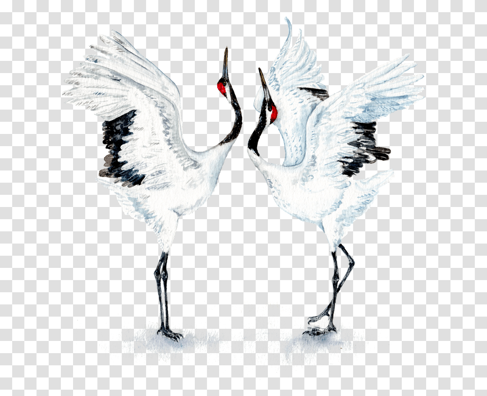Dancing Japanese Red Crowned Crane, Chicken, Poultry, Fowl, Bird Transparent Png