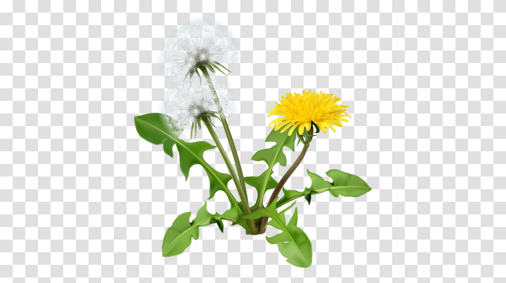 Dandelion 1 Image Dandelion Clipart, Plant, Flower, Blossom Transparent Png