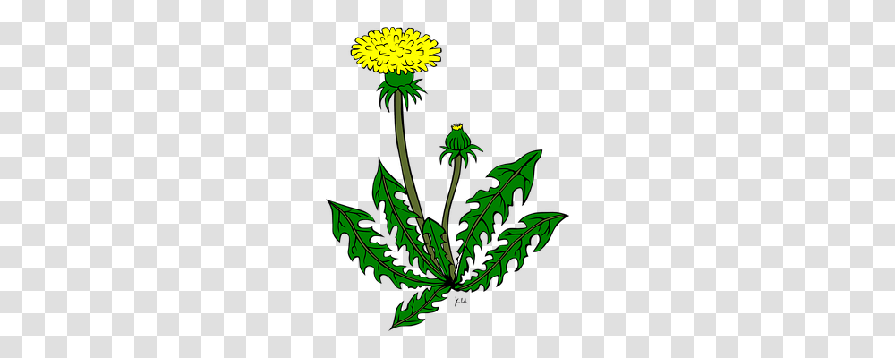 Dandelion Nature, Plant, Flower, Blossom Transparent Png