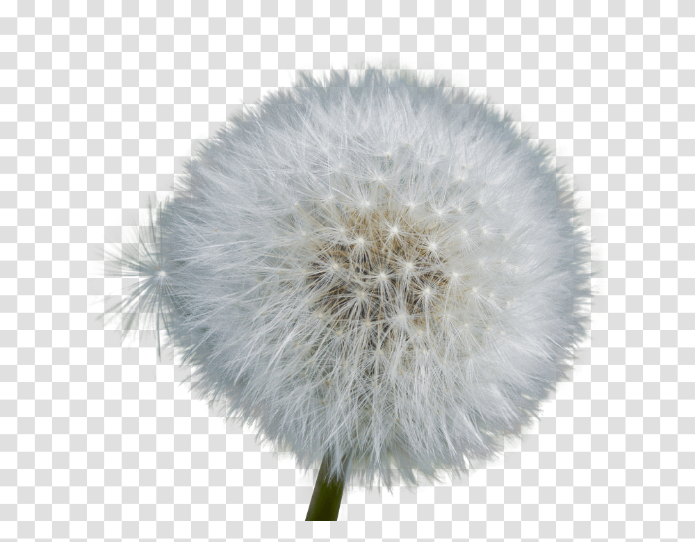 Dandelion 960, Nature, Plant, Flower, Blossom Transparent Png