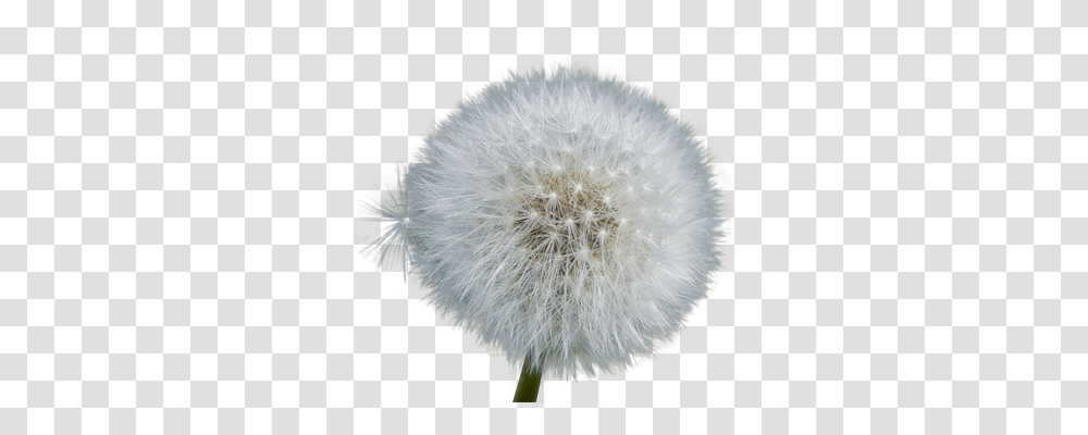 Dandelion Nature, Plant, Flower, Blossom Transparent Png