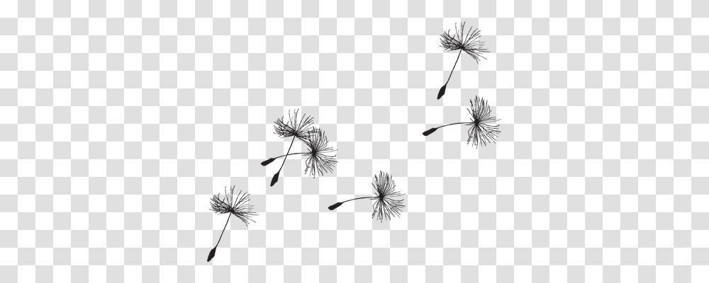 Dandelion Nature, Plant, Flower, Blossom Transparent Png