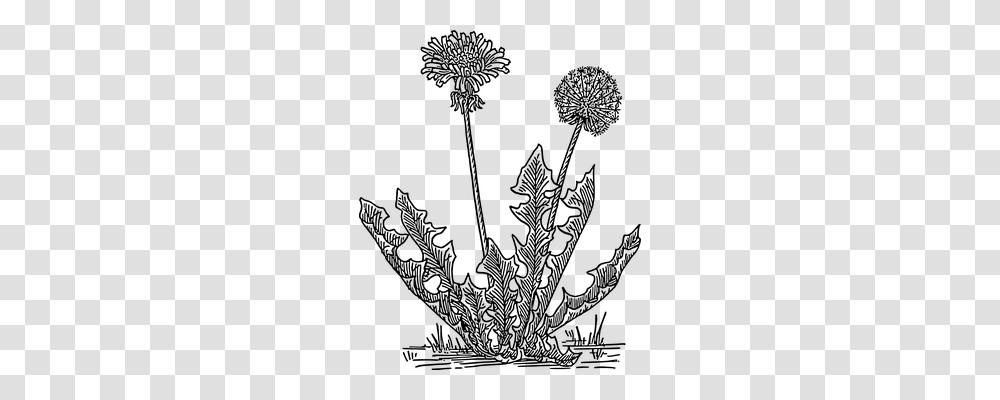 Dandelion Nature, Gray, World Of Warcraft Transparent Png