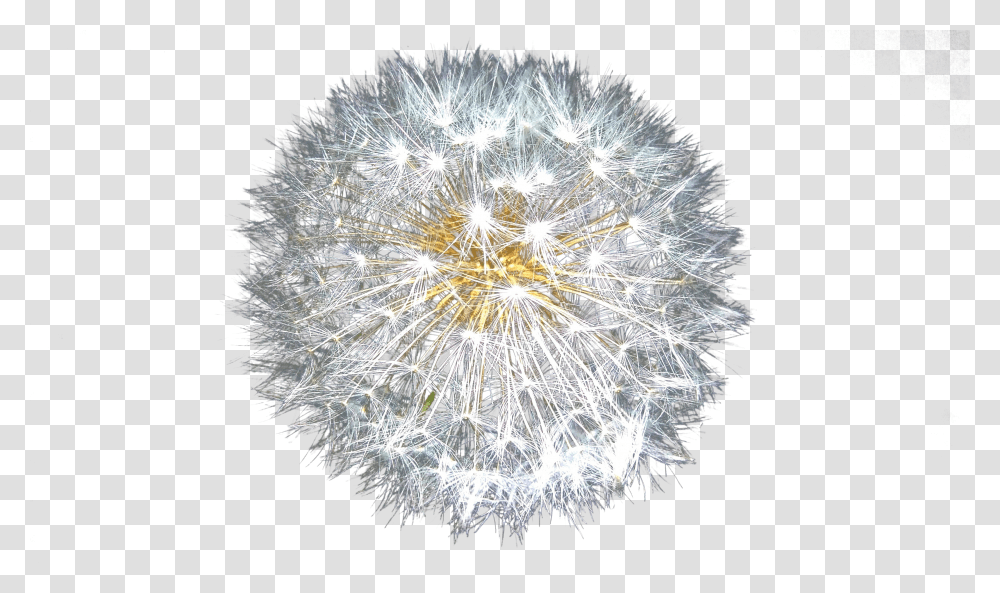 Dandelion Clip, Holiday Transparent Png