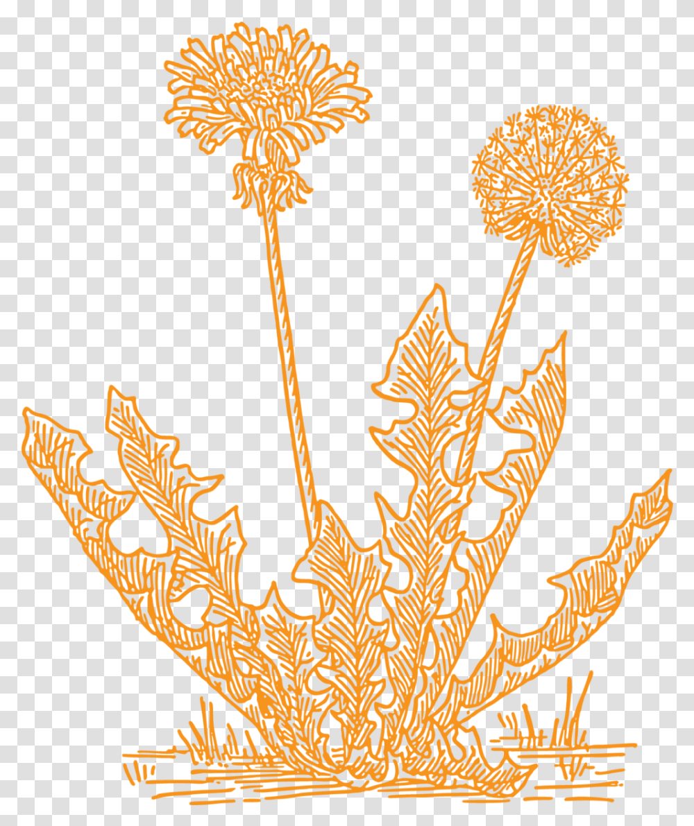 Dandelion Artists Grass Clip Art, Plant, Symbol, Flower, Blossom Transparent Png