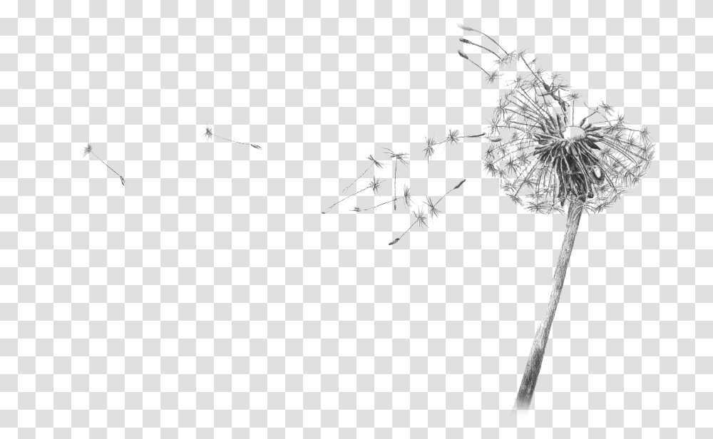 Dandelion Blowing Drawing Flower Black And White Gif, Plant, Blossom, Apiaceae Transparent Png