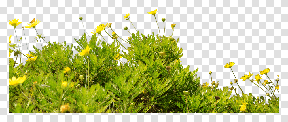 Dandelion Clip Art Pictures Wild Flowers No Background, Moss, Plant, Grass, Vegetation Transparent Png