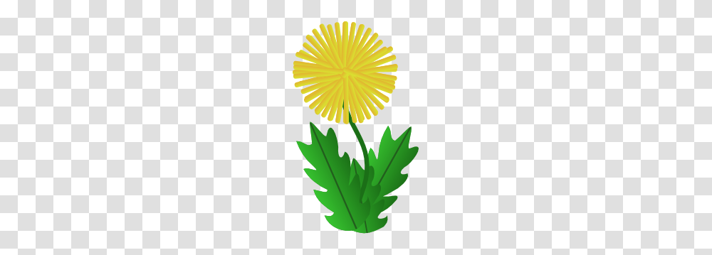 Dandelion Clip Art, Plant, Flower, Blossom, Leaf Transparent Png