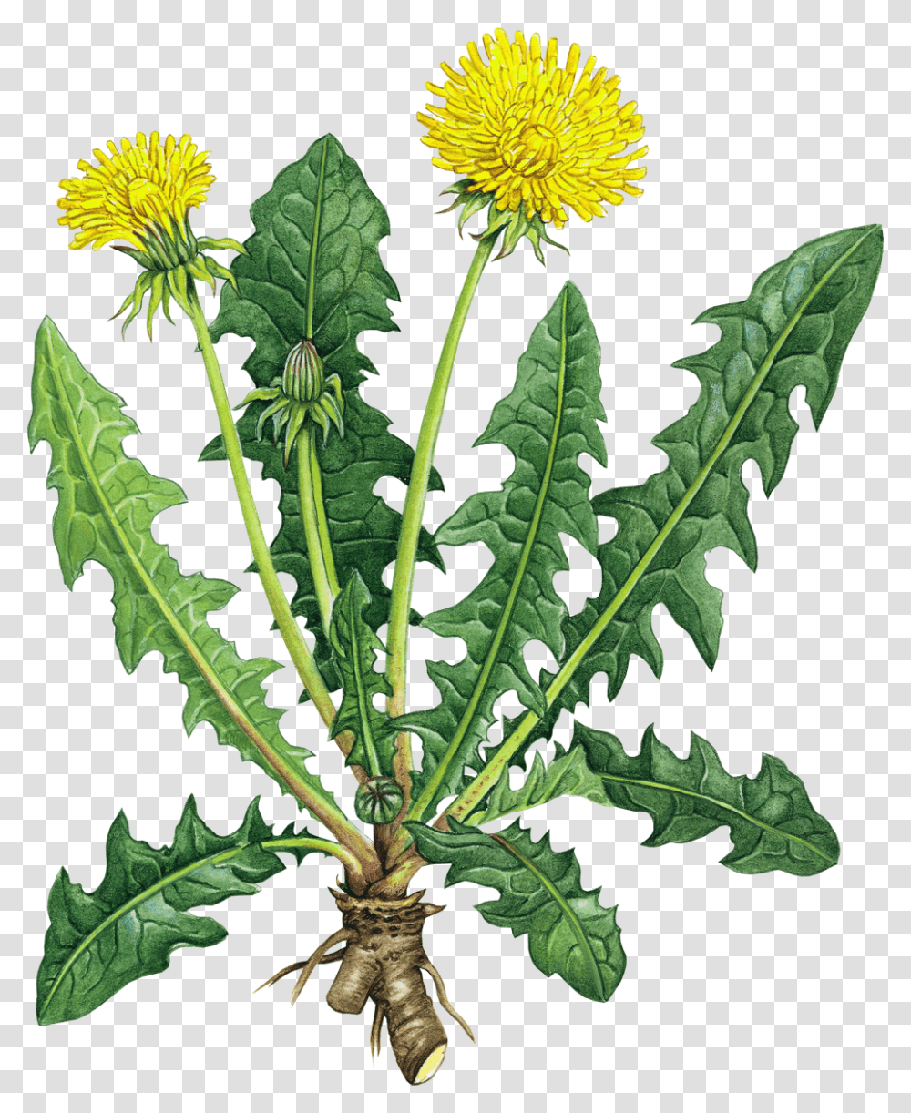 Dandelion Clipart Black And White Dandelion Root Benefits, Plant, Flower, Blossom, Leaf Transparent Png