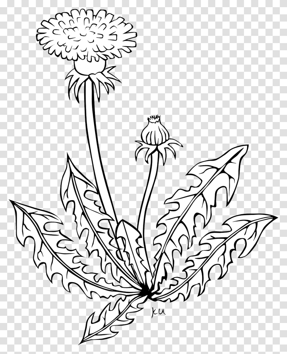 Dandelion Clipart Black And White, Plant, Flower, Blossom, Thistle Transparent Png