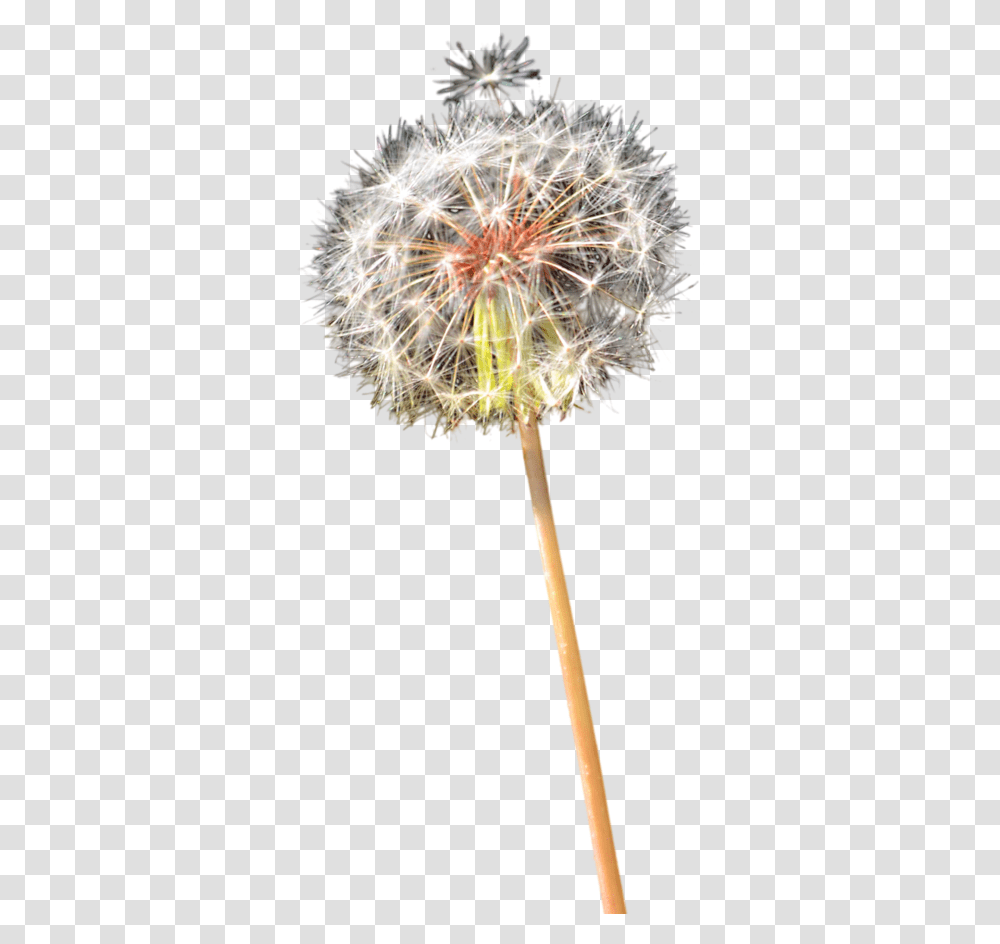 Dandelion Clipart Colorful, Plant, Flower, Blossom Transparent Png