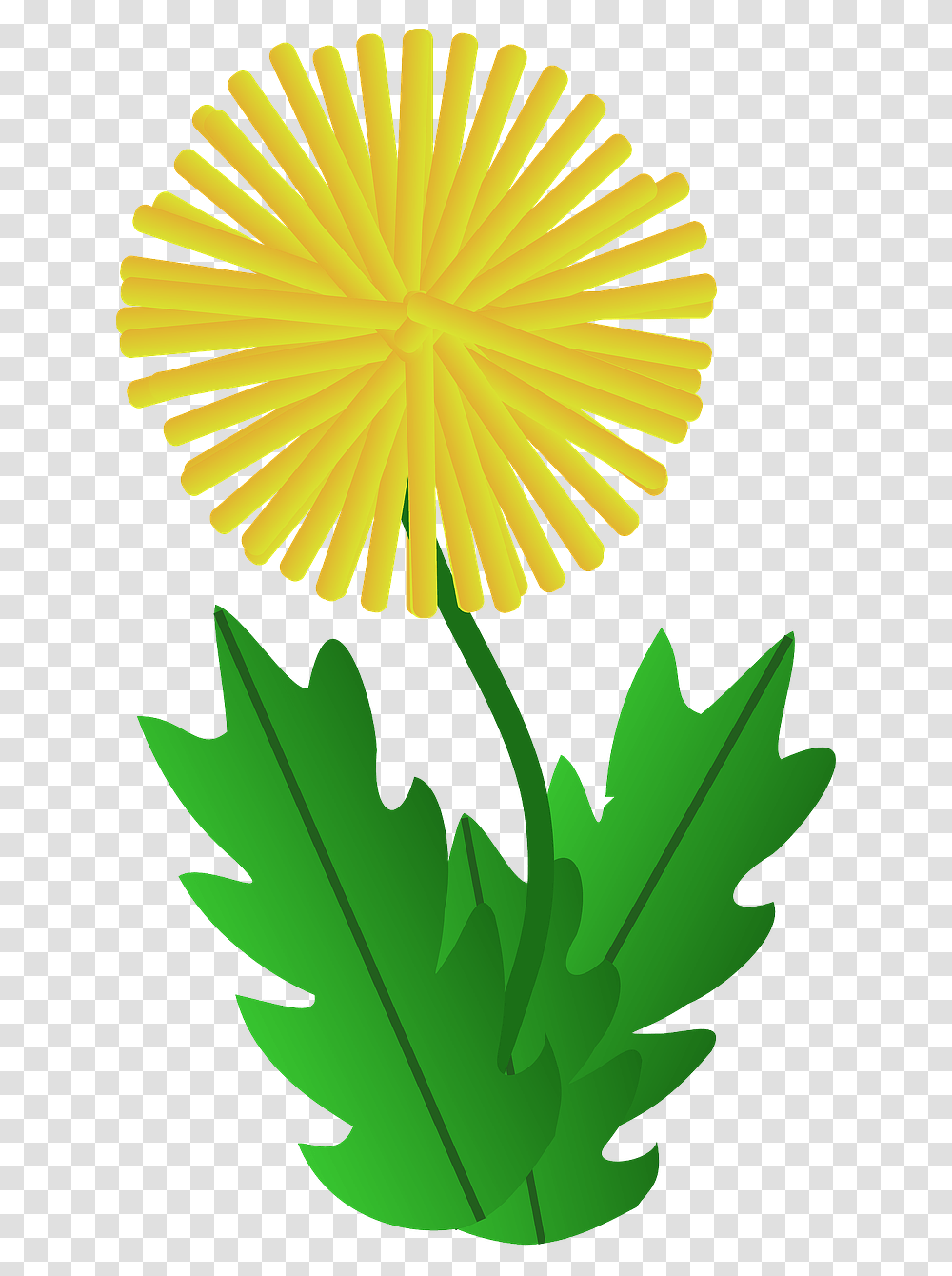 Dandelion Clipart Download Dandelion Clipart, Plant, Leaf, Flower, Blossom Transparent Png