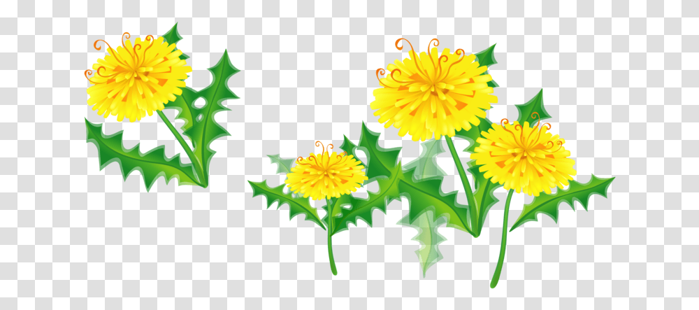 Dandelion Clipart Marigold Floral Border Yellow, Plant, Flower, Blossom, Petal Transparent Png