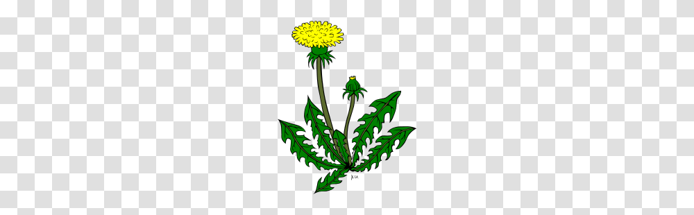 Dandelion Clipart, Plant, Flower, Blossom, Sunflower Transparent Png