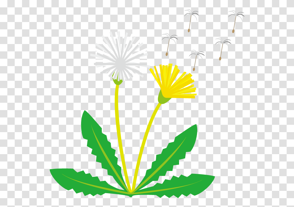 Dandelion Clipart Seed Free, Plant, Flower, Blossom, Weed Transparent Png