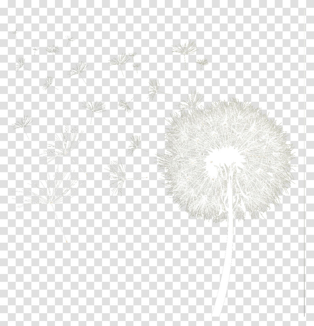 Dandelion Download Image Background White Dandelion, Plant, Flower, Blossom, Apiaceae Transparent Png