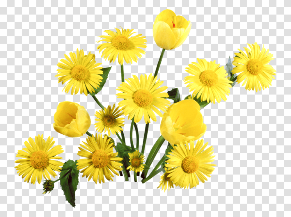 Dandelion Flower Background Full Hd, Plant, Blossom, Daisy, Daisies Transparent Png