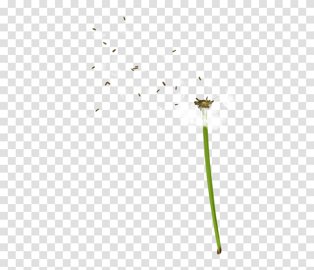 Dandelion, Flower, Paper, Confetti, Plot Transparent Png