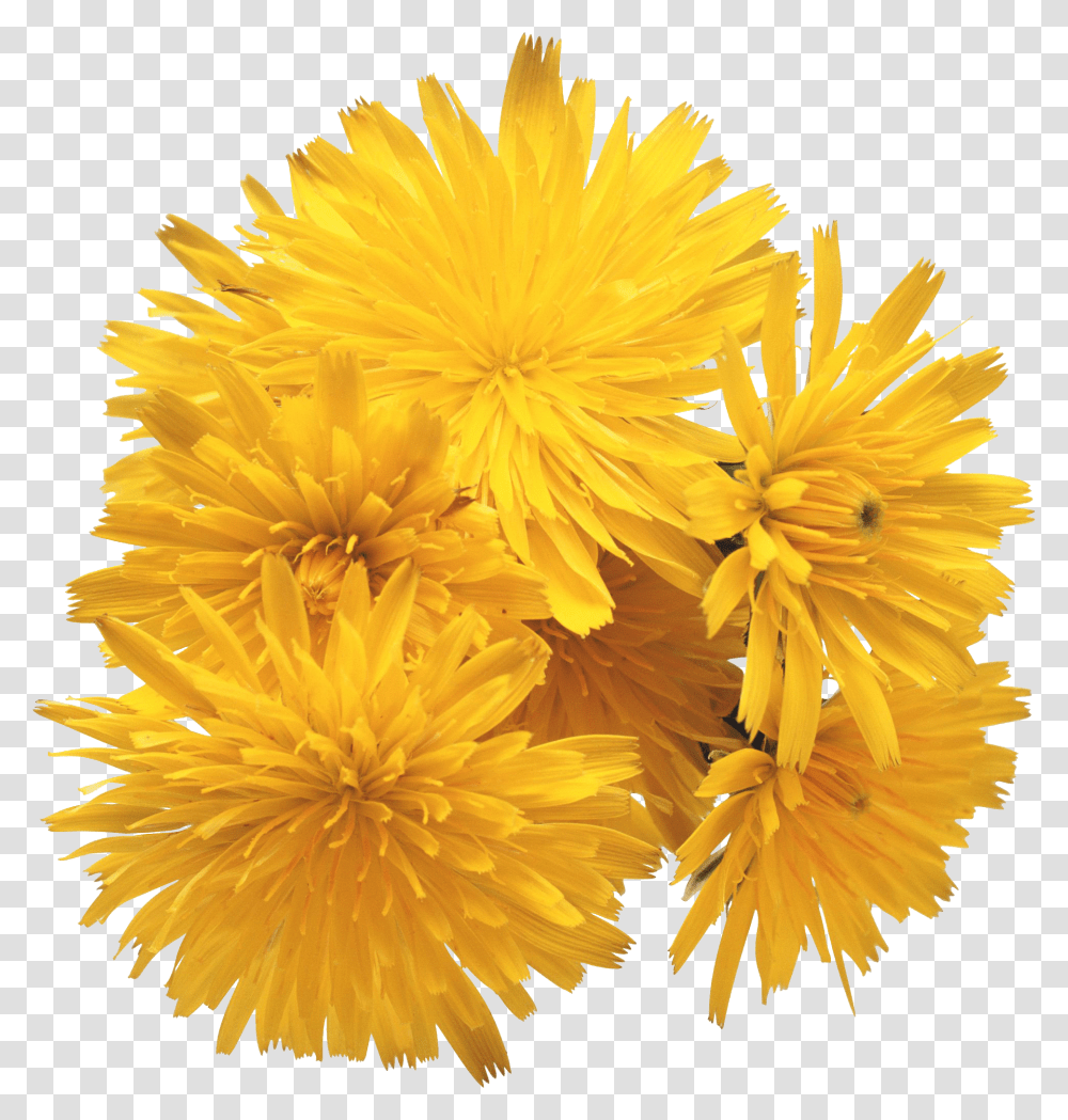 Dandelion, Flower, Plant, Blossom, Anther Transparent Png