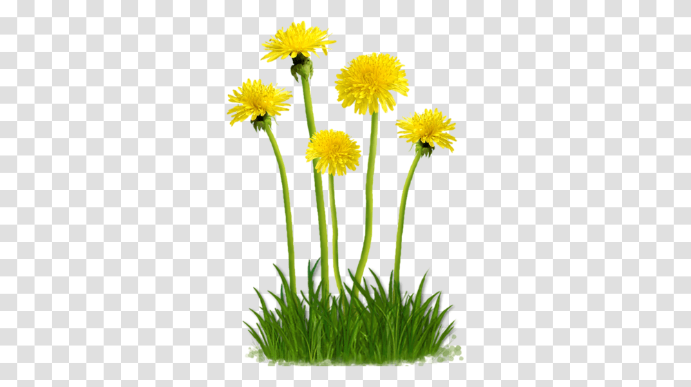 Dandelion, Flower, Plant, Blossom, Asteraceae Transparent Png