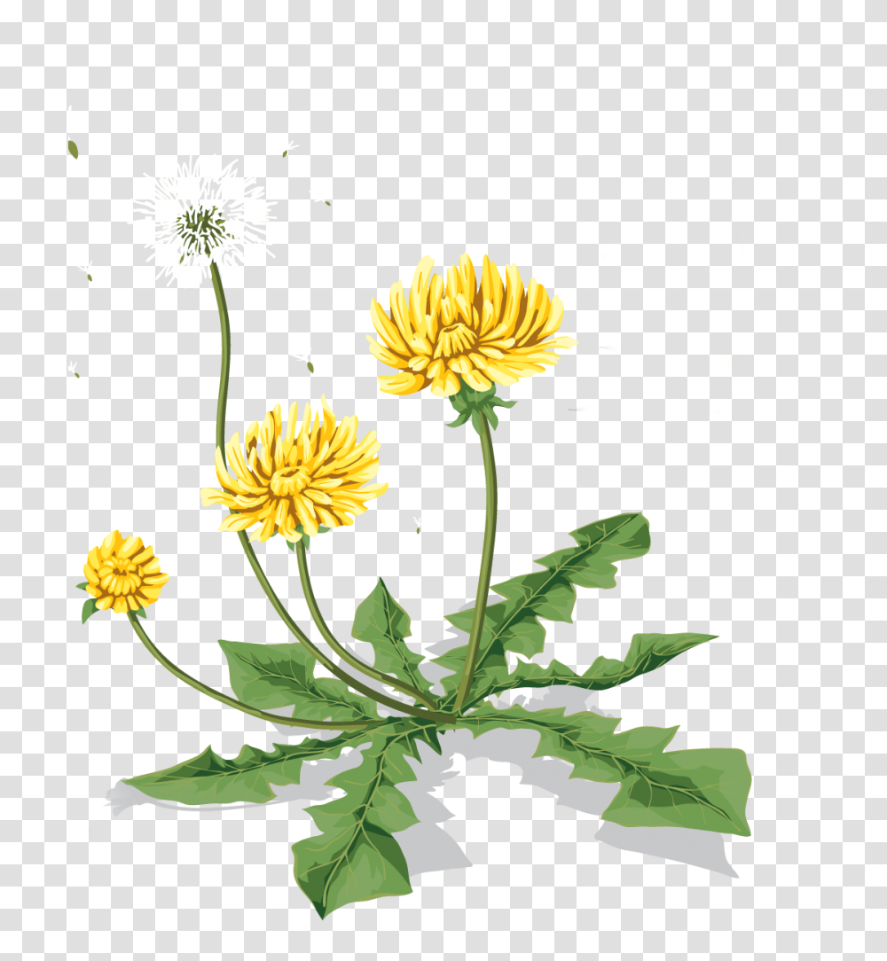 Dandelion, Flower, Plant, Blossom, Asteraceae Transparent Png