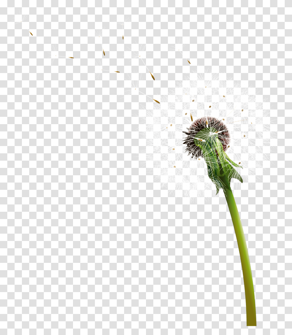 Dandelion, Flower, Plant, Blossom, Bird Transparent Png