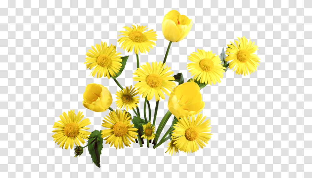 Dandelion, Flower, Plant, Blossom, Daisy Transparent Png