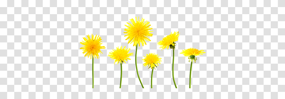 Dandelion, Flower, Plant, Blossom Transparent Png