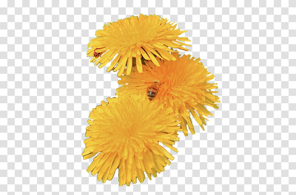 Dandelion, Flower, Plant, Blossom, Honey Bee Transparent Png