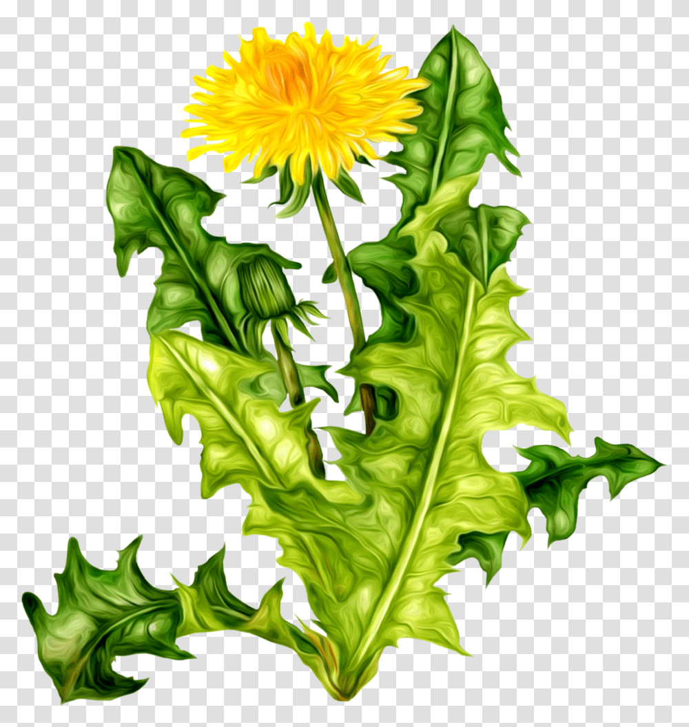 Dandelion, Flower, Plant, Blossom, Lettuce Transparent Png