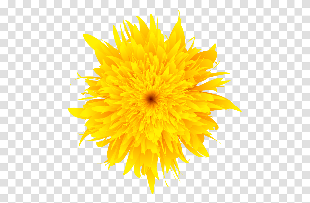 Dandelion, Flower, Plant, Blossom, Petal Transparent Png