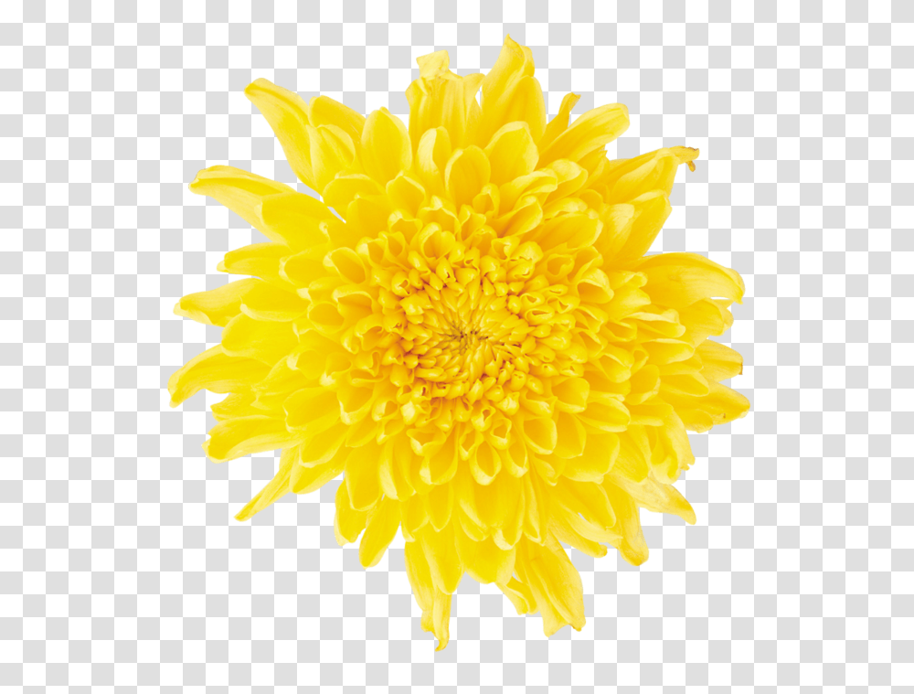 Dandelion, Flower, Plant, Blossom, Petal Transparent Png